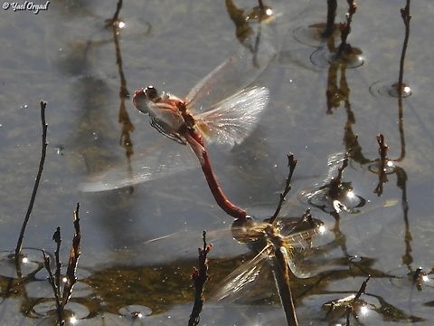 Sympetrum fonscolombii mating ceremony dragonflies, after the mating act - the male keeps holding the female while she lays the eggs in the water. 
of course, they went a little too low for me, and the actual eggs-laying was cut...  Fall,Geotagged,Israel,Red-veined darter,Sympetrum fonscolombii