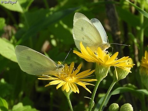 a couple of Pieris rapae on the invasive Heterotheca subaxillaris Fall,Geotagged,Israel,Large white,Pieris brassicae,Pieris rapae,Small White
