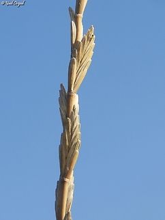 Thinopyrum elongatum  Fall,Geotagged,Israel,Thinopyrum elongatum
