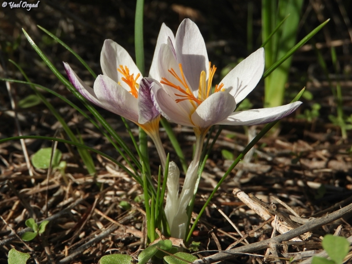 Crocus aleppicus  Crocus aleppicus,Fall,Geotagged,Israel