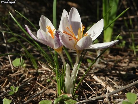 Crocus aleppicus  Crocus aleppicus,Fall,Geotagged,Israel