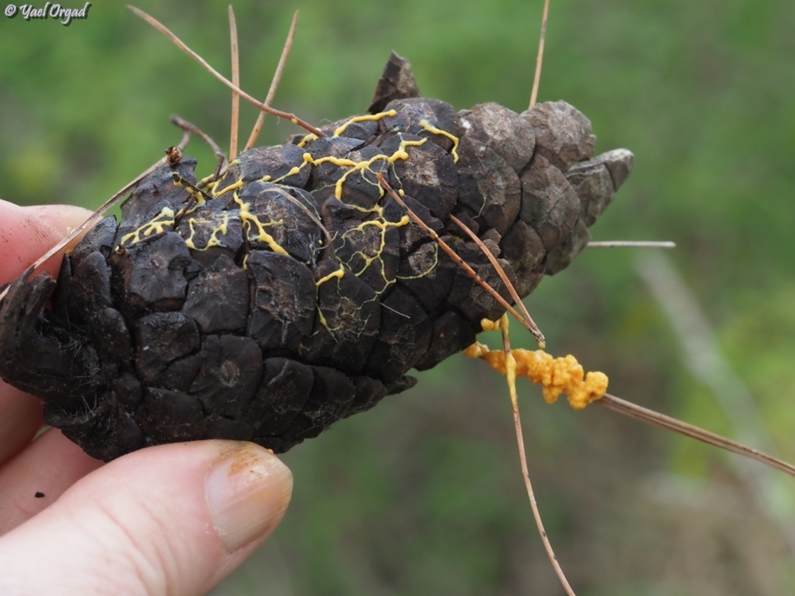 Leocarpus fragilis plasmodium and start of the sporangium Geotagged,Insect-Egg Slime Mold,Israel,Leocarpus fragilis,Winter
