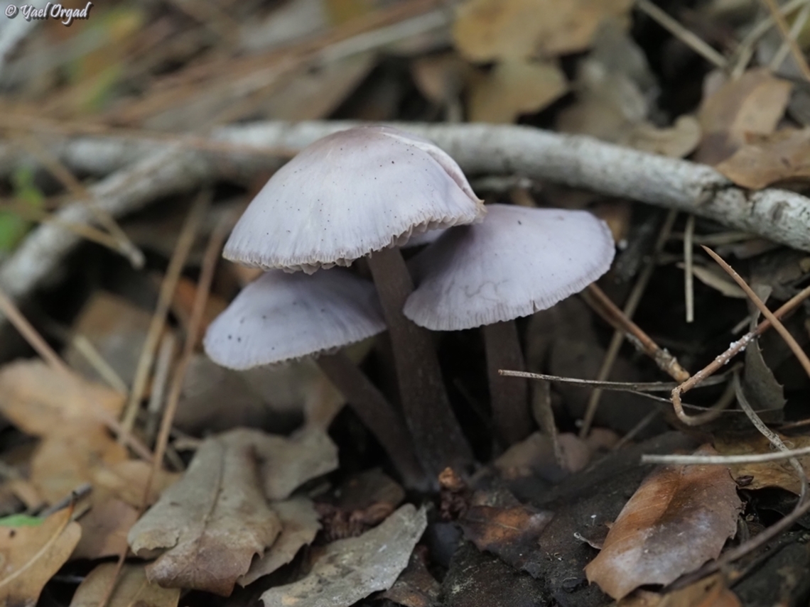 Mycena pura  Geotagged,Israel,Lilac bonnet,Mycena pura,Winter