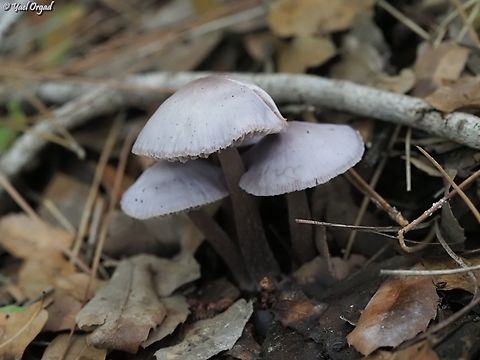 Mycena pura  Geotagged,Israel,Lilac bonnet,Mycena pura,Winter