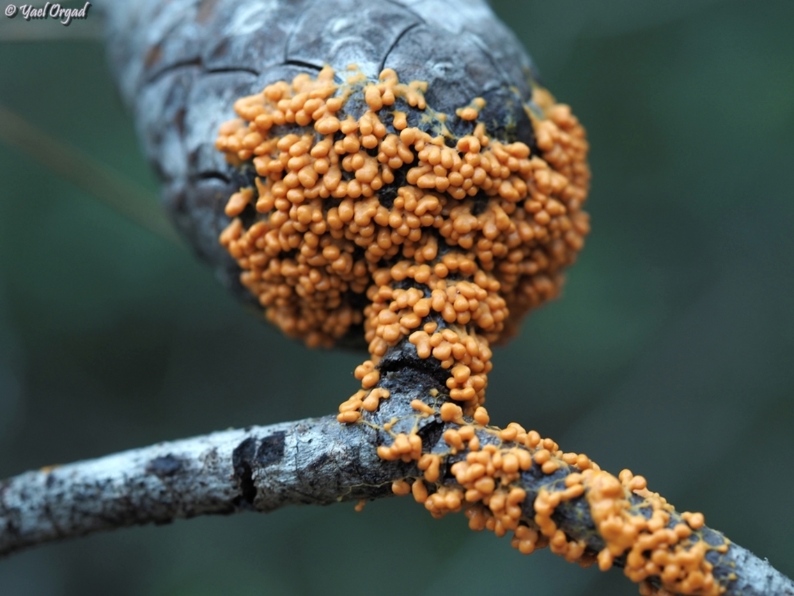 Leocarpus fragilis  Geotagged,Insect-Egg Slime Mold,Israel,Leocarpus fragilis,Winter