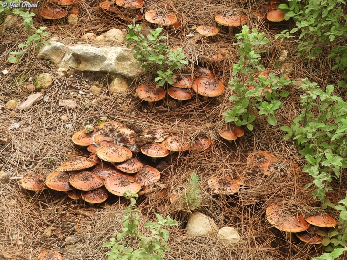 Pholiota highlandensis  Bonfire Scalycap,Geotagged,Israel,Pholiota highlandensis,Winter