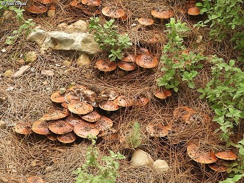 Pholiota highlandensis  Bonfire Scalycap,Geotagged,Israel,Pholiota highlandensis,Winter