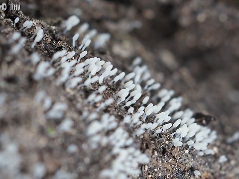 Arcyria affinis  Arcyria affinis,Geotagged,Israel,Slime Mould Arcyria,Winter