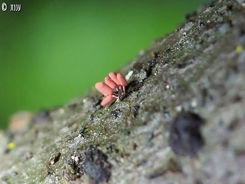 Arcyria insignis  Arcyria insignis,Geotagged,Israel,Winter