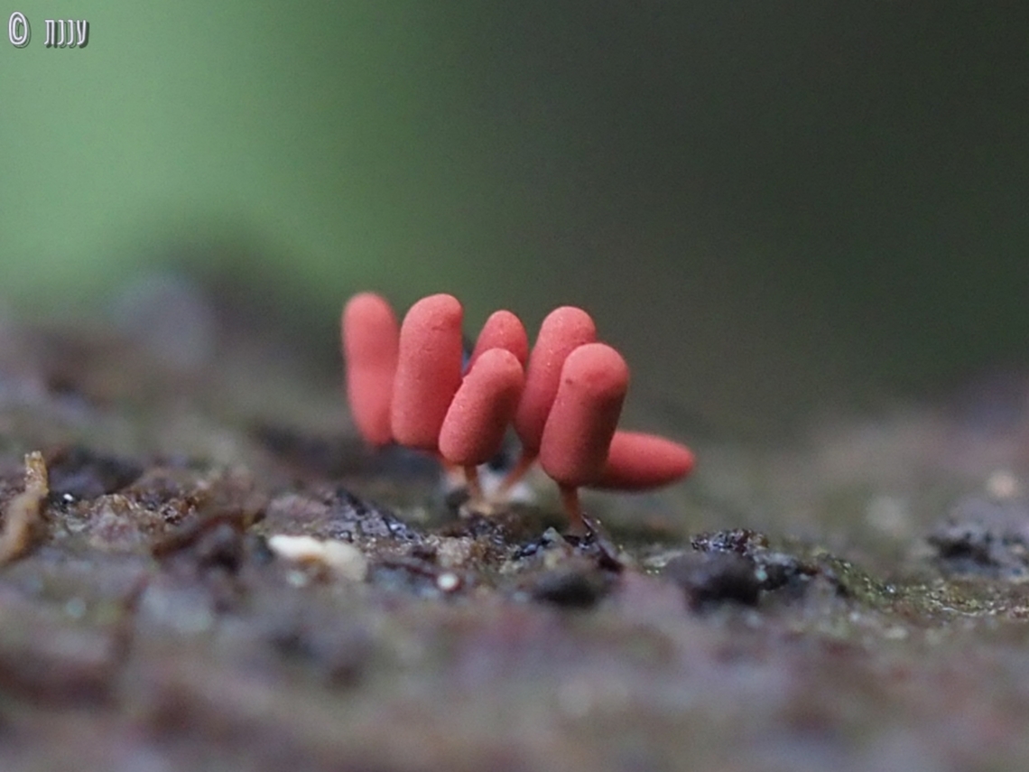 Arcyria insignis  Arcyria insignis,Geotagged,Israel,Winter