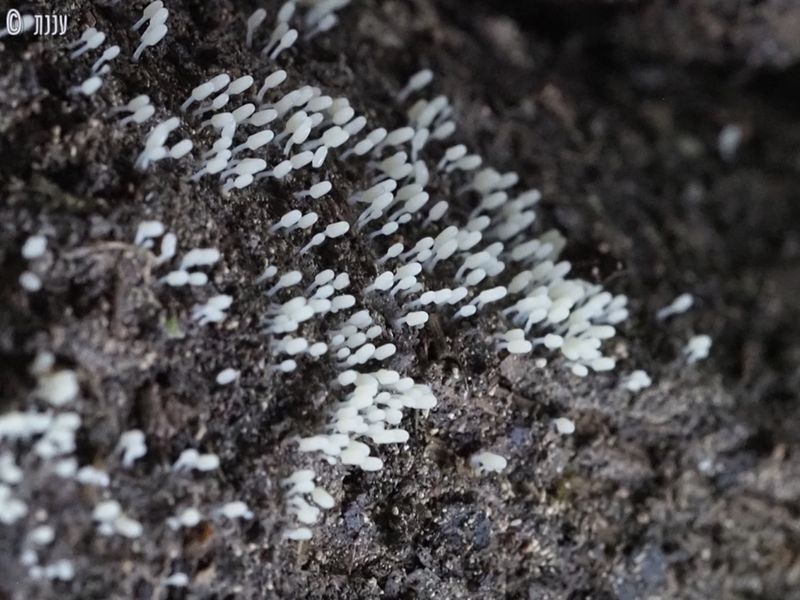 Arcyria affinis  Arcyria affinis,Geotagged,Israel,Slime Mould Arcyria,Winter