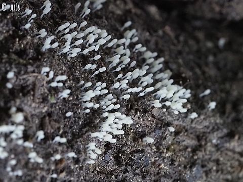 Arcyria affinis  Arcyria affinis,Geotagged,Israel,Slime Mould Arcyria,Winter