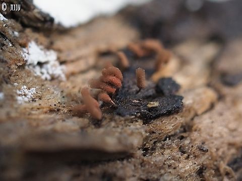 Arcyria denudata  Arcyria denudata,Carnival Candy Slime Mold,Geotagged,Israel,Winter