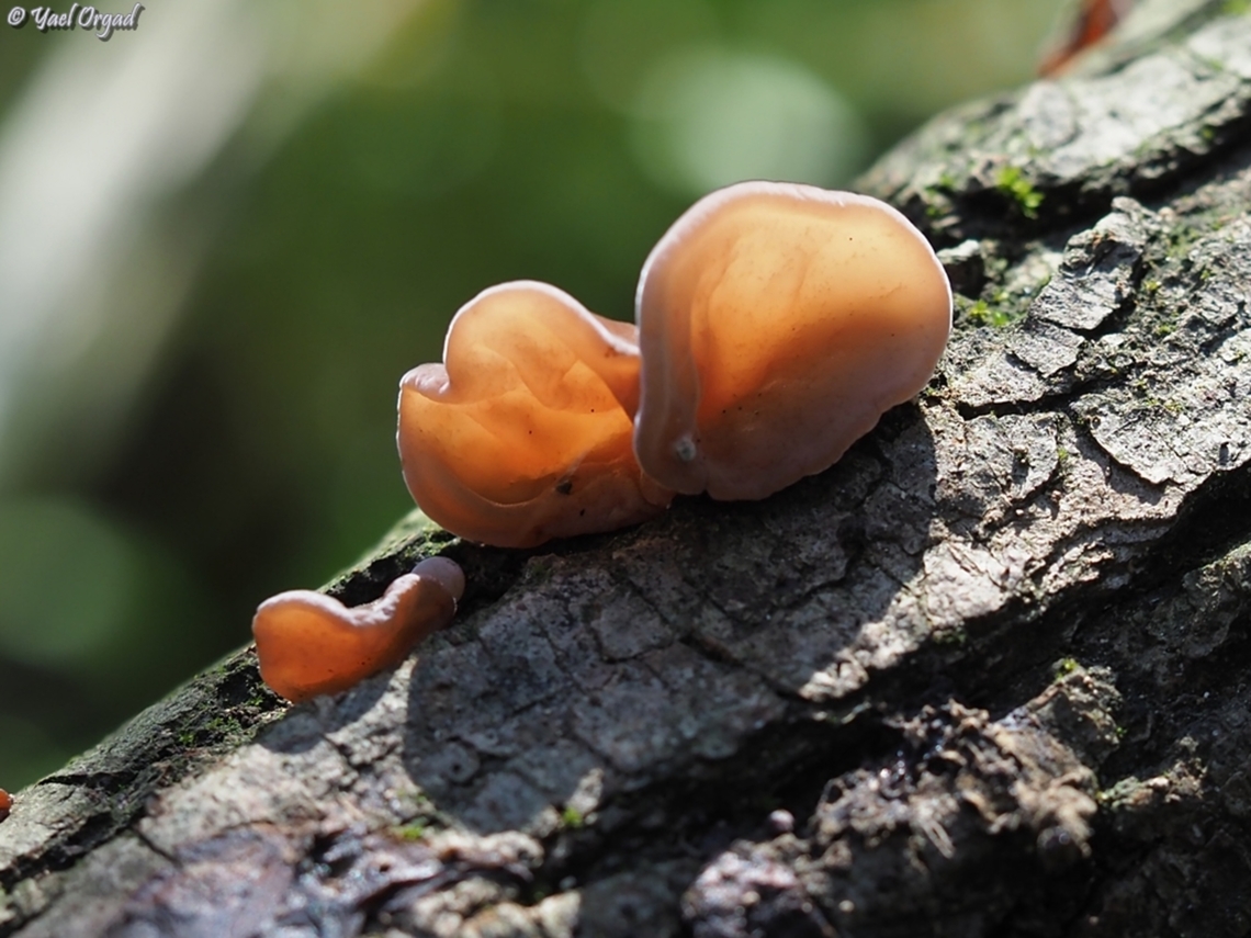 Auricularia auricula-judae  Auricularia auricula-judae,Geotagged,Israel,Winter,Wood Ear
