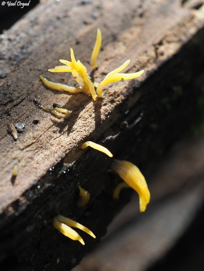 Calocera cornea  Calocera cornea,Club-like Tuning Fork,Geotagged,Israel,Winter