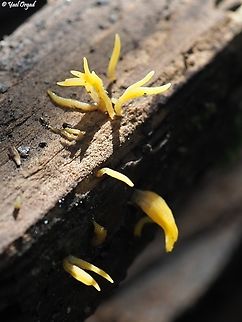 Calocera cornea  Calocera cornea,Club-like Tuning Fork,Geotagged,Israel,Winter