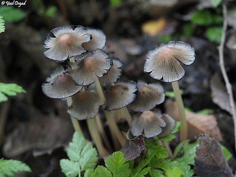 Coprinellus micaceus  Cobrinellus micaceus,Coprinellus micaceus,Geotagged,Israel,Winter
