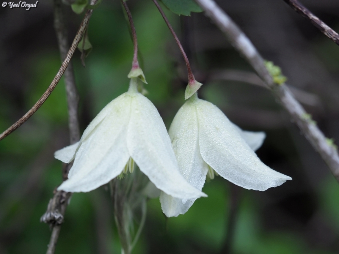 Clematis cirrhosa  Clematis cirrhosa,Geotagged,Israel,Winter