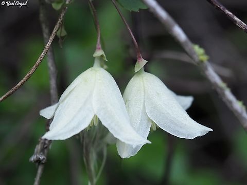 Clematis cirrhosa  Clematis cirrhosa,Geotagged,Israel,Winter