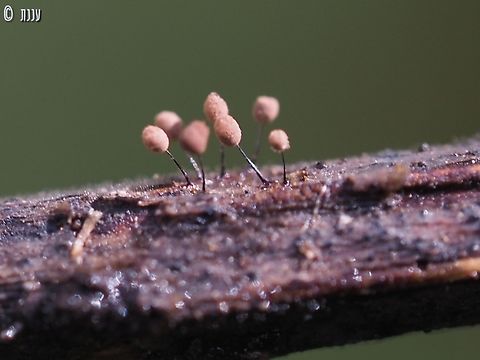 Comatricha nigra  Comatricha nigra,Geotagged,Israel,Winter