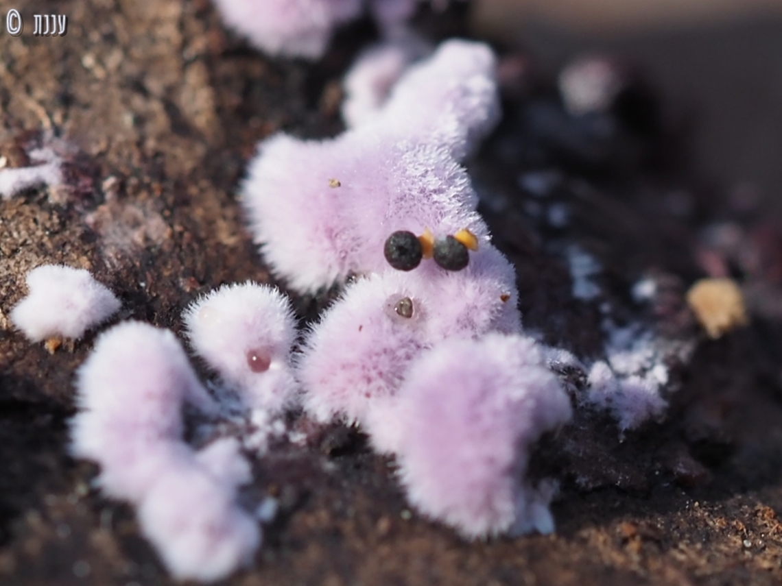 Slime mold on fungi Diderma tigrinum is a slime mold. here it grows on Punctularia atropurpurascens fungi.  Diderma tigrinum,Geotagged,Israel,Punctularia atropurpurascens,Winter