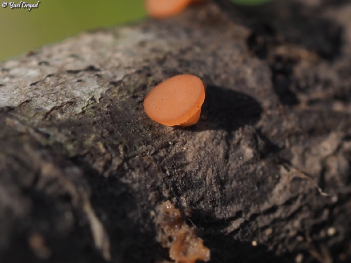 Pithya cupressina  Geotagged,Israel,Juniper Disco,Pithya cupressina,Winter