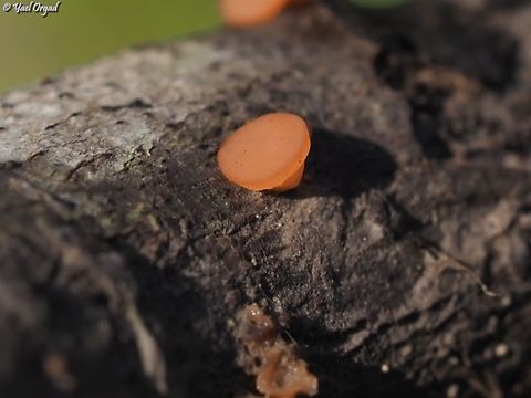 Pithya cupressina  Geotagged,Israel,Juniper Disco,Pithya cupressina,Winter