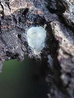 Parasitic Fungi this is a very interesting find, first time I saw something like that: a parasitic fungi caught a fly, and after killing it - covered it completely. you can see the fly's wing on the left side of the fungi, and its yellow-black stripes showing through the almost-transparent fungi. 
I have no idea what is the fungi, if anyone knows, or if I get an ID - I will add it.  Geotagged,Israel,Winter