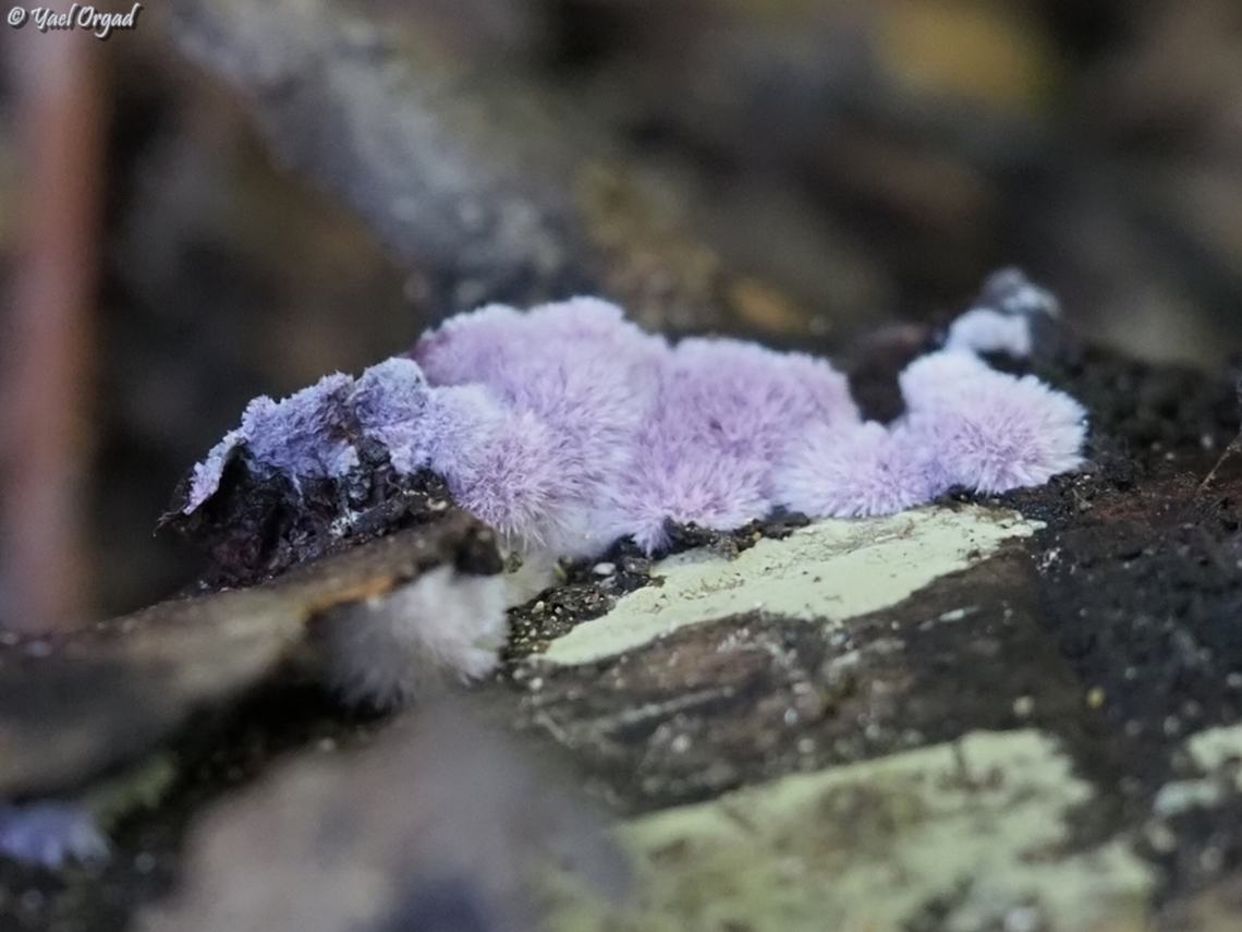 Purple Fuzz this is really a good name for this fungi... <br />
Punctularia atropurpurascens Geotagged,Israel,Punctularia atropurpurascens,Purple Fuzz,Winter