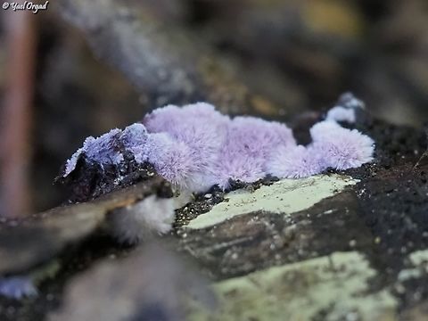 Purple Fuzz this is really a good name for this fungi... 
Punctularia atropurpurascens Geotagged,Israel,Punctularia atropurpurascens,Purple Fuzz,Winter