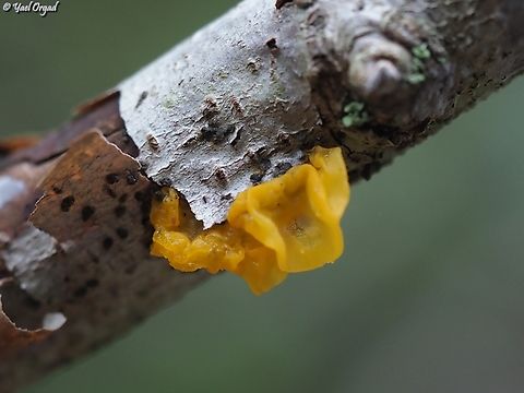 Tremella mesenterica  Geotagged,Israel,Tremella mesenterica,Winter