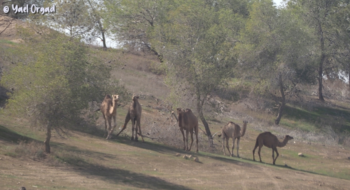 Camels in the desert... we were doing trees survey (all the trees there were planted), suddenly we saw them :-) <br />
 Camelus dromedarius,Dromedary camel,Geotagged,Israel,Winter