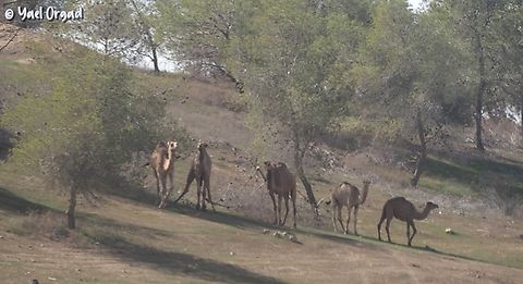 Camels in the desert... we were doing trees survey (all the trees there were planted), suddenly we saw them :-) 
 Camelus dromedarius,Dromedary camel,Geotagged,Israel,Winter