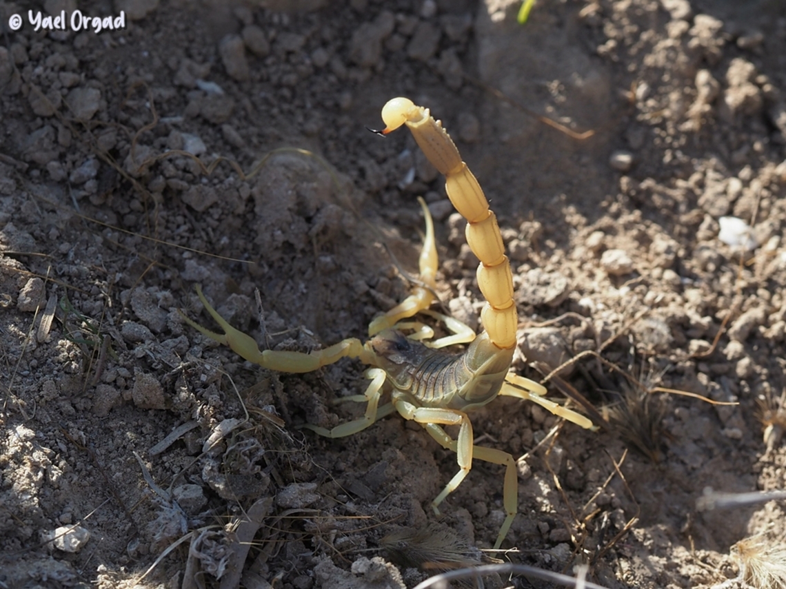 Leiurus hebraeus the deadliest scorpion in Israel, and one of the most dangerous in the world. <br />
we accidentally moved a stone, and it was underneath it. <br />
a really scary creature, I didn&#039;t get very close to it...  Geotagged,Hebrew deathstalker,Israel,Leiurus hebraeus,Winter