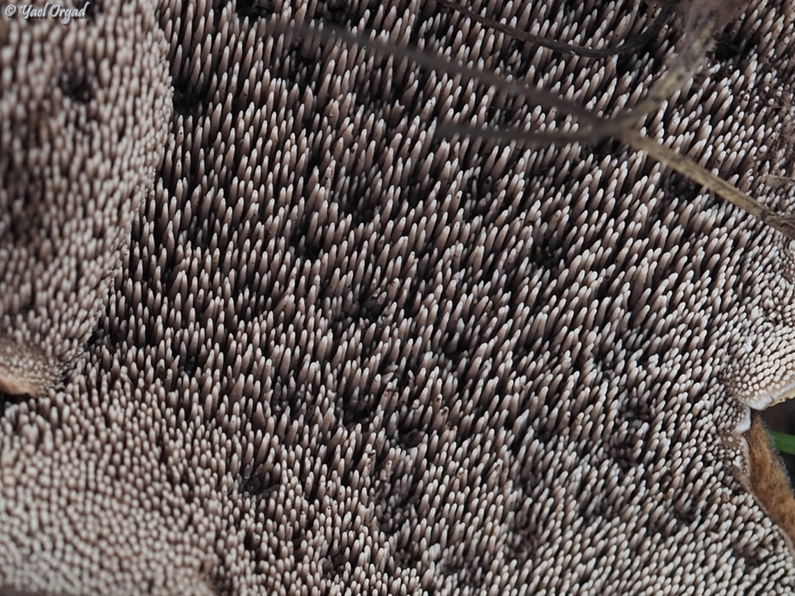 Sarcodon scabrosus - close up  Bitter Tooth Fungus,Geotagged,Israel,Sarcodon scabrosus,Winter