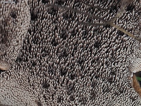 Sarcodon scabrosus - close up  Bitter Tooth Fungus,Geotagged,Israel,Sarcodon scabrosus,Winter