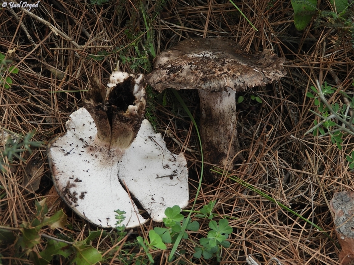Sarcodon scabrosus  Bitter Tooth Fungus,Geotagged,Israel,Sarcodon scabrosus,Winter