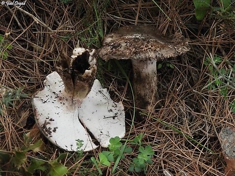 Sarcodon scabrosus  Bitter Tooth Fungus,Geotagged,Israel,Sarcodon scabrosus,Winter