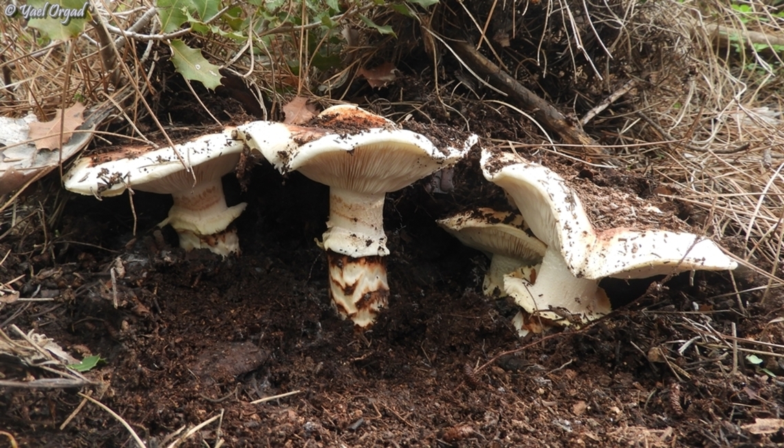 Tricholoma caligatum  European Matsutake,Geotagged,Israel,Tricholoma caligatum,Winter