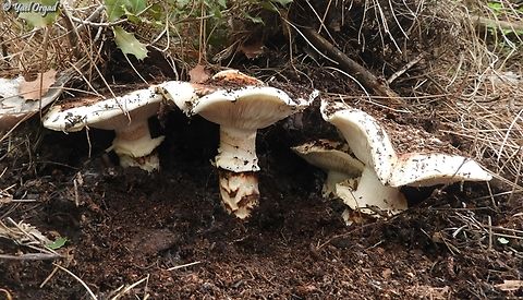 Tricholoma caligatum  European Matsutake,Geotagged,Israel,Tricholoma caligatum,Winter