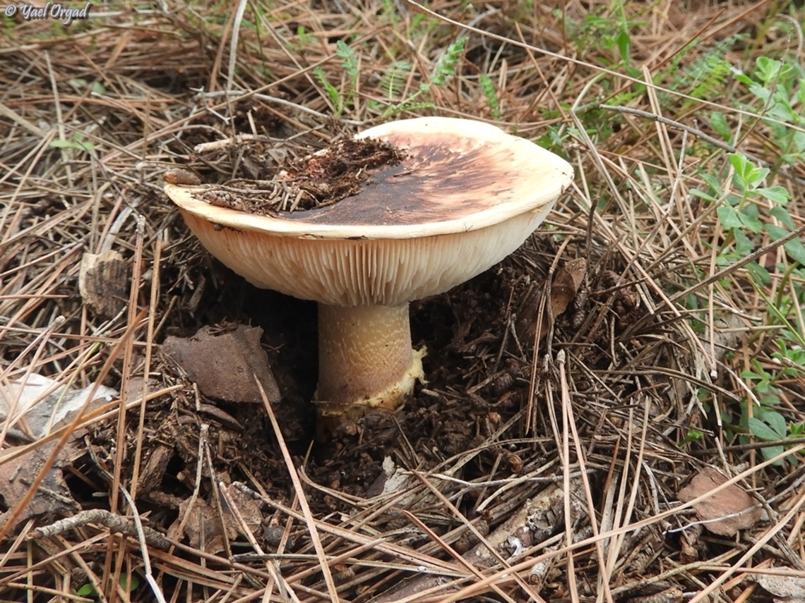 Tricholoma caligatum  European Matsutake,Geotagged,Israel,Tricholoma caligatum,Winter