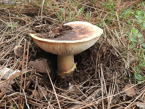 Tricholoma caligatum  European Matsutake,Geotagged,Israel,Tricholoma caligatum,Winter