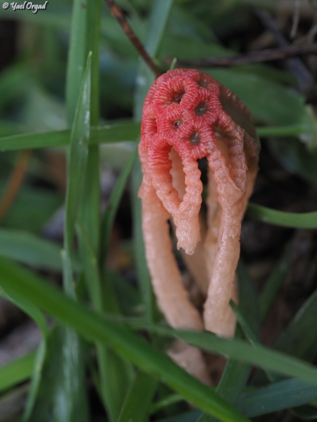 Colus hirudinosus  Colus hirudinosus,Geotagged,Israel,Winter