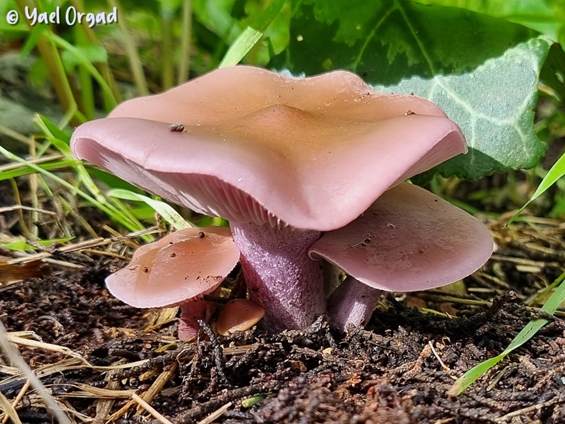 a Family  Geotagged,Israel,Lepista nuda,Winter,Wood blewit