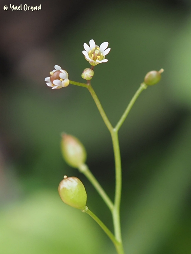 Draba minima  Draba minima,Geotagged,Israel,Winter