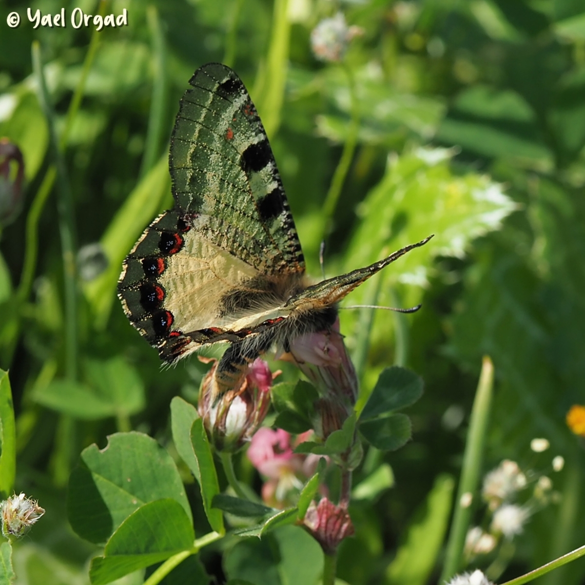 Archon apollinus one of my favorite butterflies... <br />
I just checked: 6 of the 8 photos of this species on JD are mine...  Archon apollinus,False Apollo,Geotagged,Israel,Winter