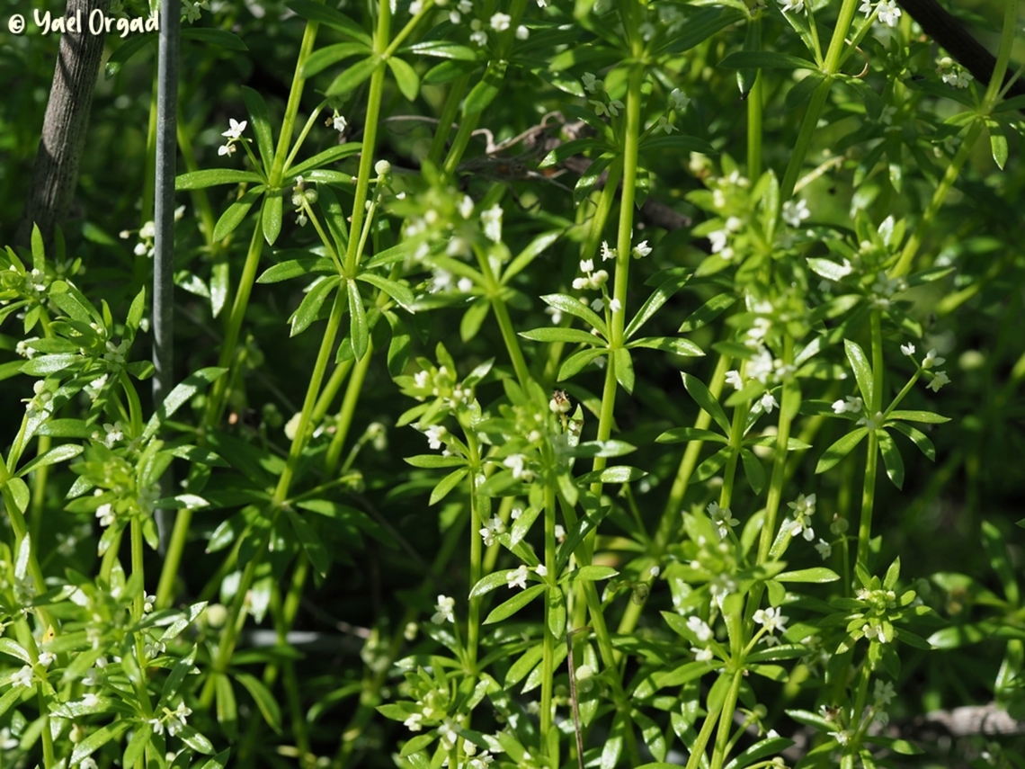 Galium verrucosum  Galium verrucosum,Geotagged,Israel,Winter