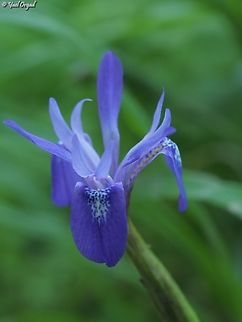 Moraea sisyrinchium  Geotagged,Israel,Moraea sisyrinchium,Winter