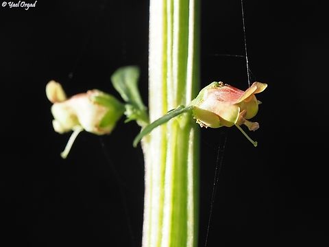 Scrophularia rubricaulis  Geotagged,Israel,Scrophularia rubricaulis,Winter