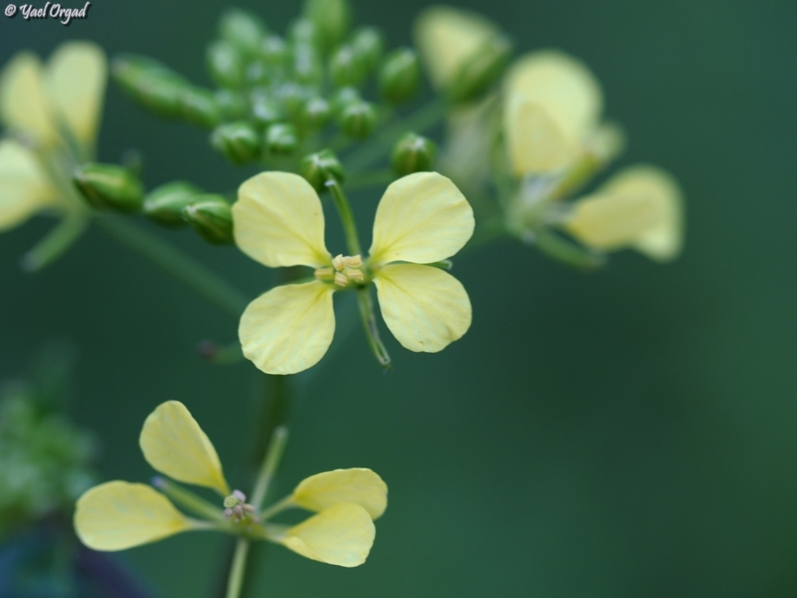 Sinapis alba  Geotagged,Israel,Sinapis alba,White mustard,Winter